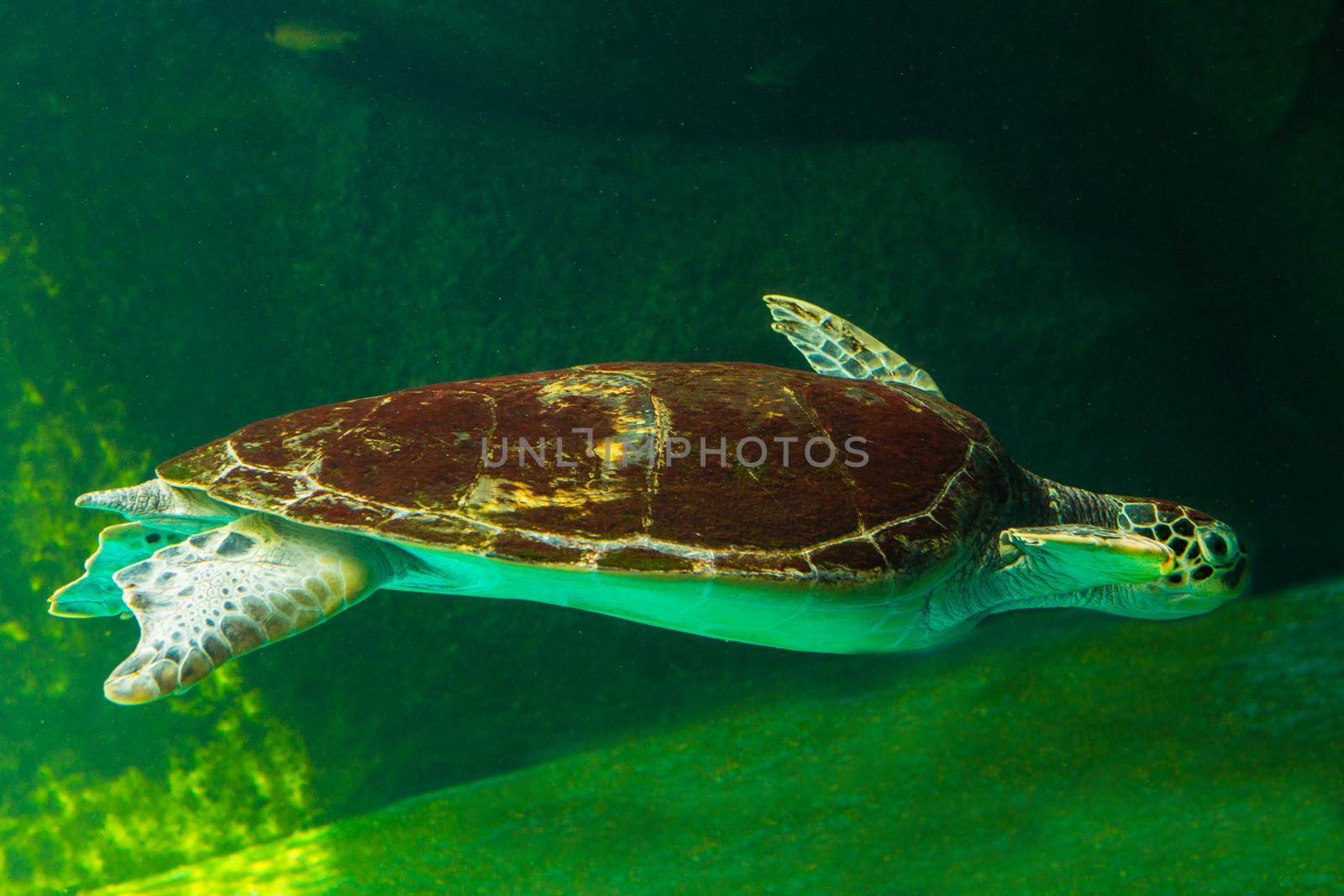 Green sea turtle swimming in a museum aquarium. by titipong