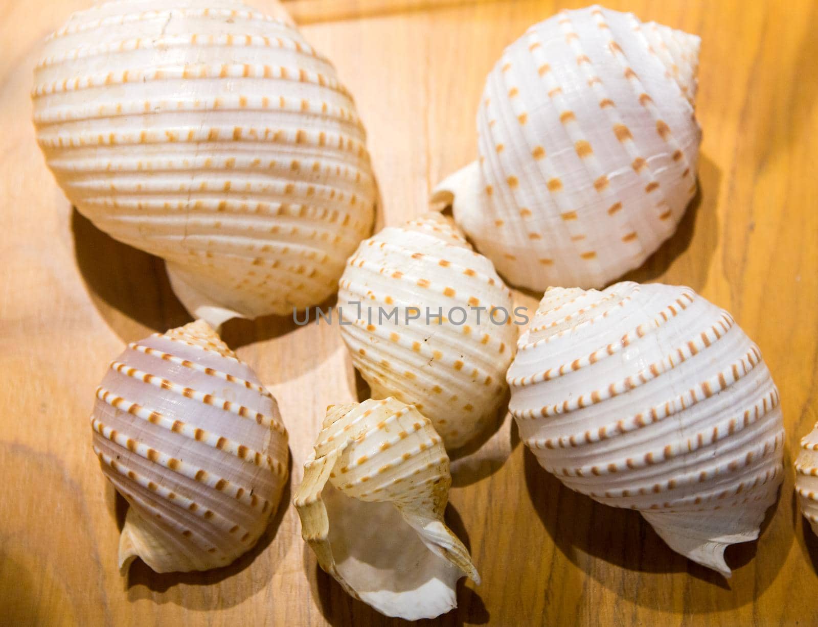 Shells of many types and sizes by titipong