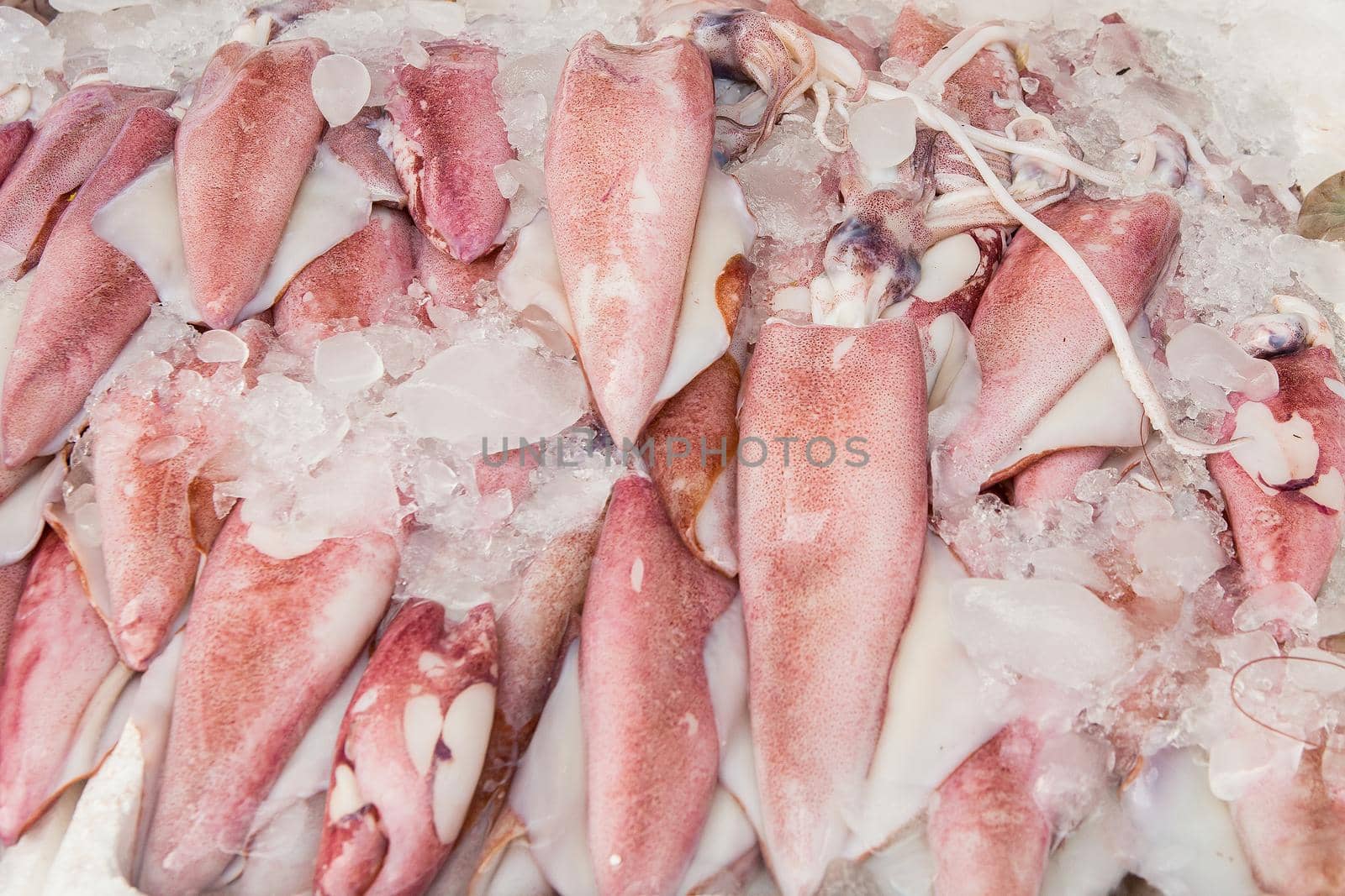 Fresh squid and seafood in market by titipong