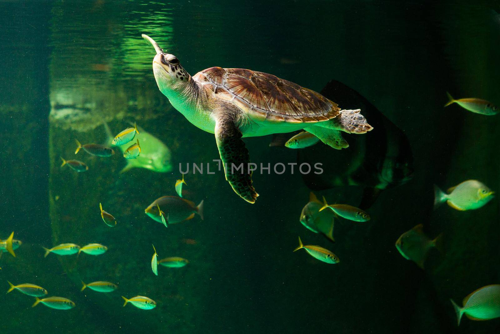 Green sea turtle swimming in a museum aquarium. by titipong