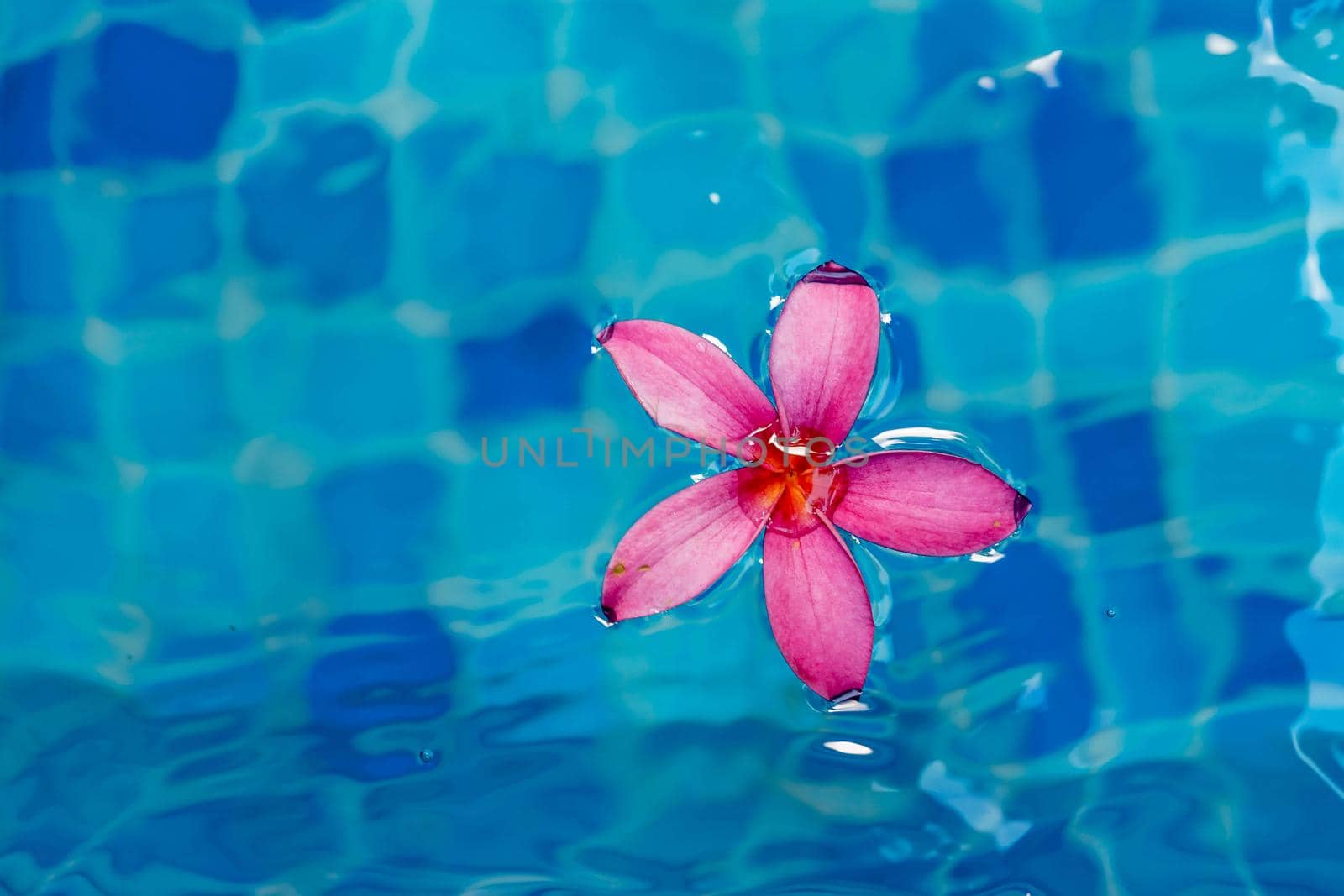 Pink flower closeup shot while floating on blue pool water by billroque