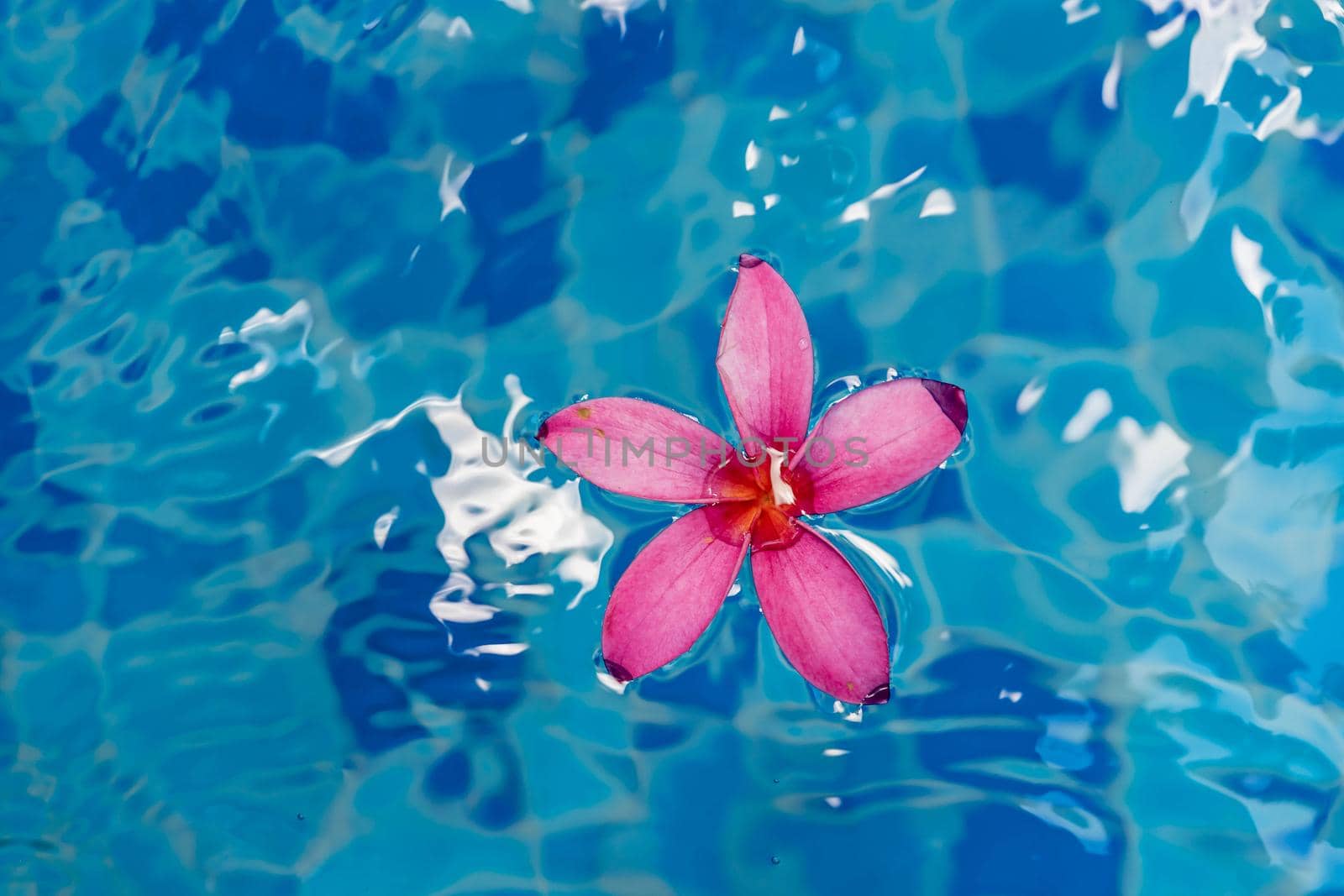 Pink flower closeup shot while floating on blue water by billroque