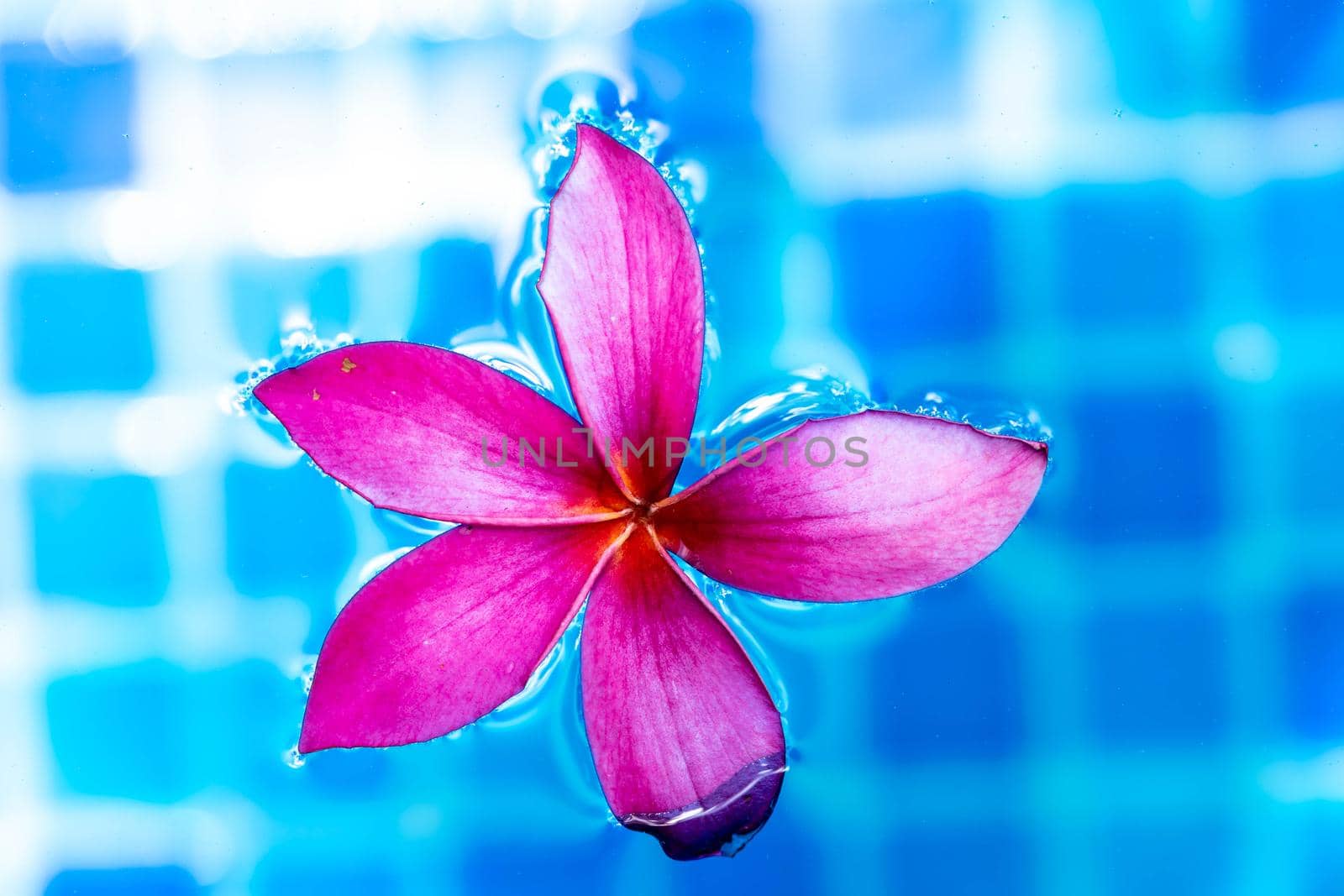 Pink flower macro shot while floating on a blue pond water
