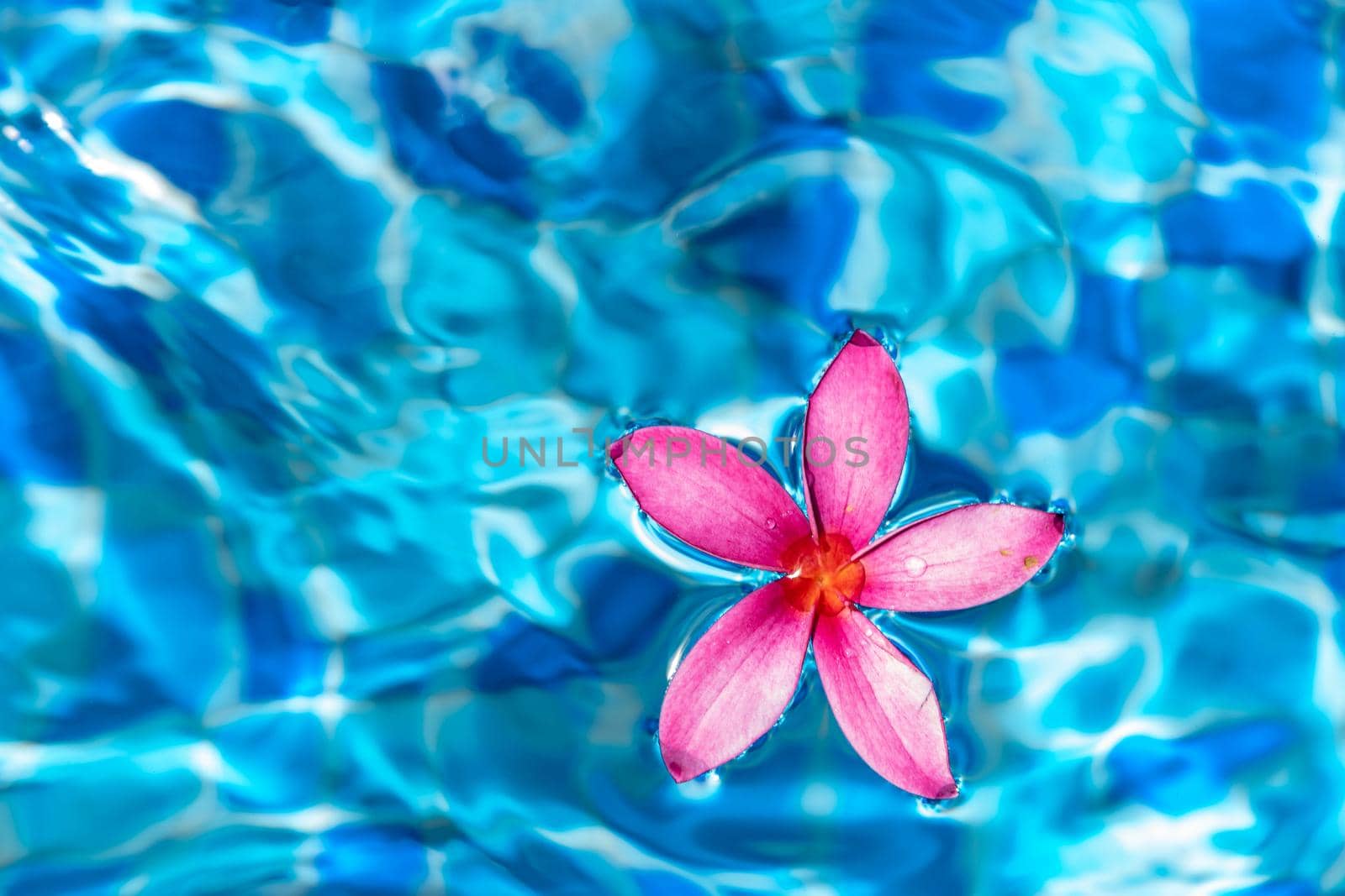 Pink flower closeup shot while floating on a blue pond water