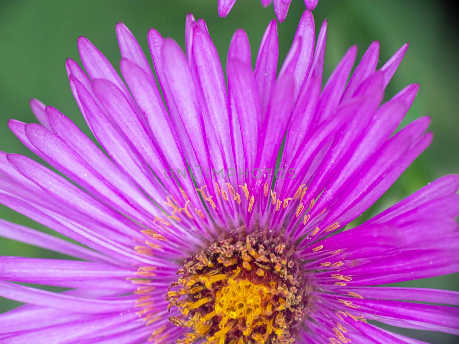 Michaelmas daisies autumn flowers macro by alex_nako