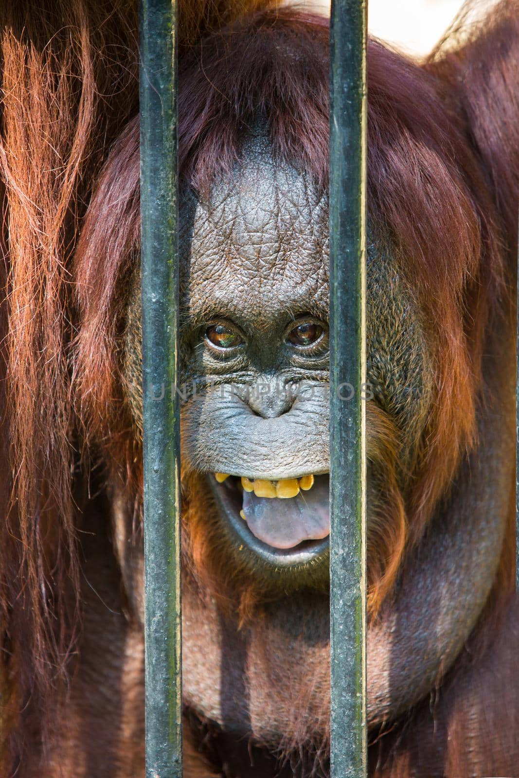 Orangutan in the cage