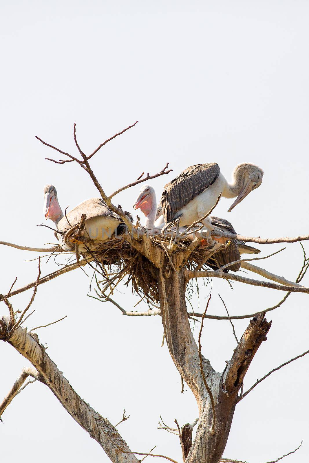 Pelican on its nest in the zoo