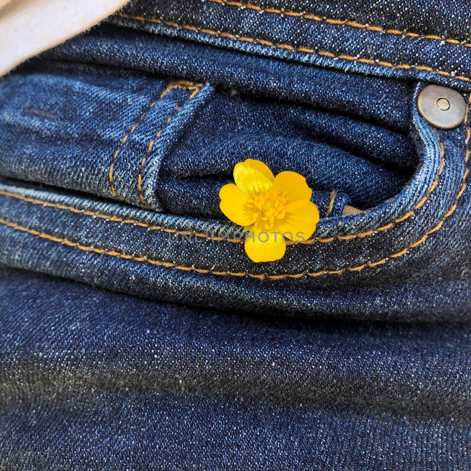 Jeans pocket close-up, in the pocket there is a yellow buttercup flower by Sonluna