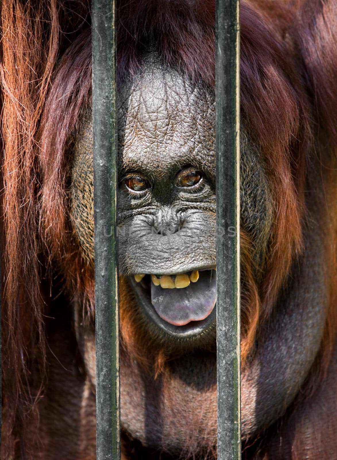 Orangutan in the cage