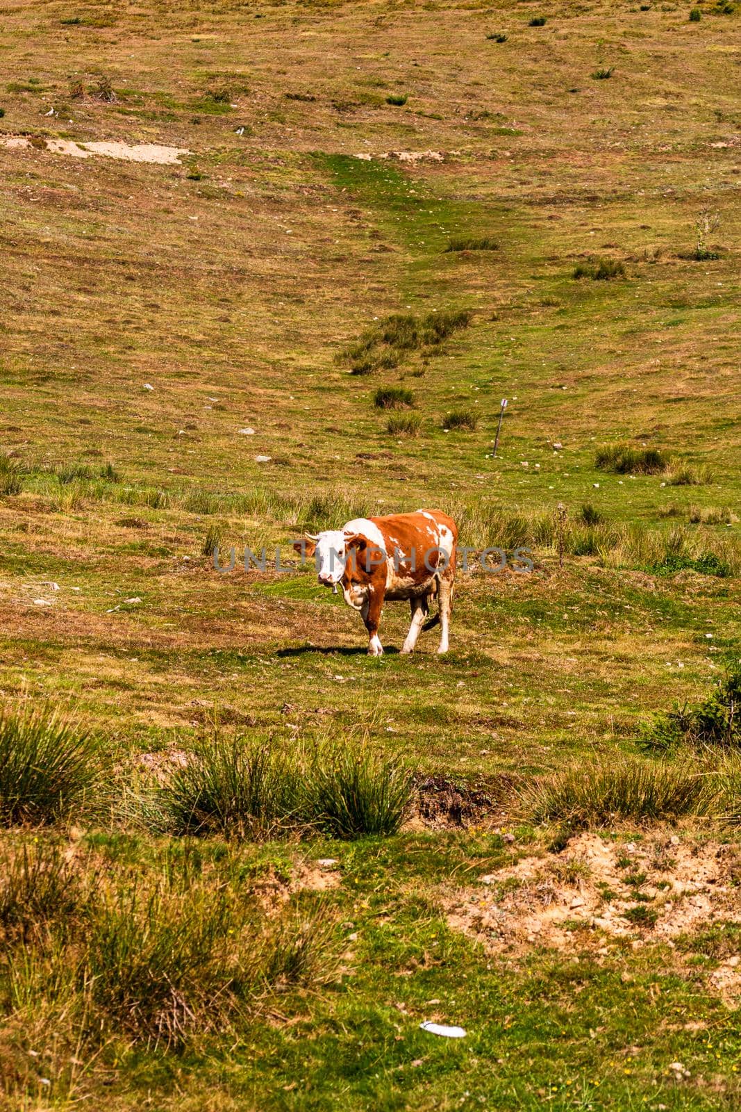 Cow standing and grazing on grassy field, sunny day by vladispas