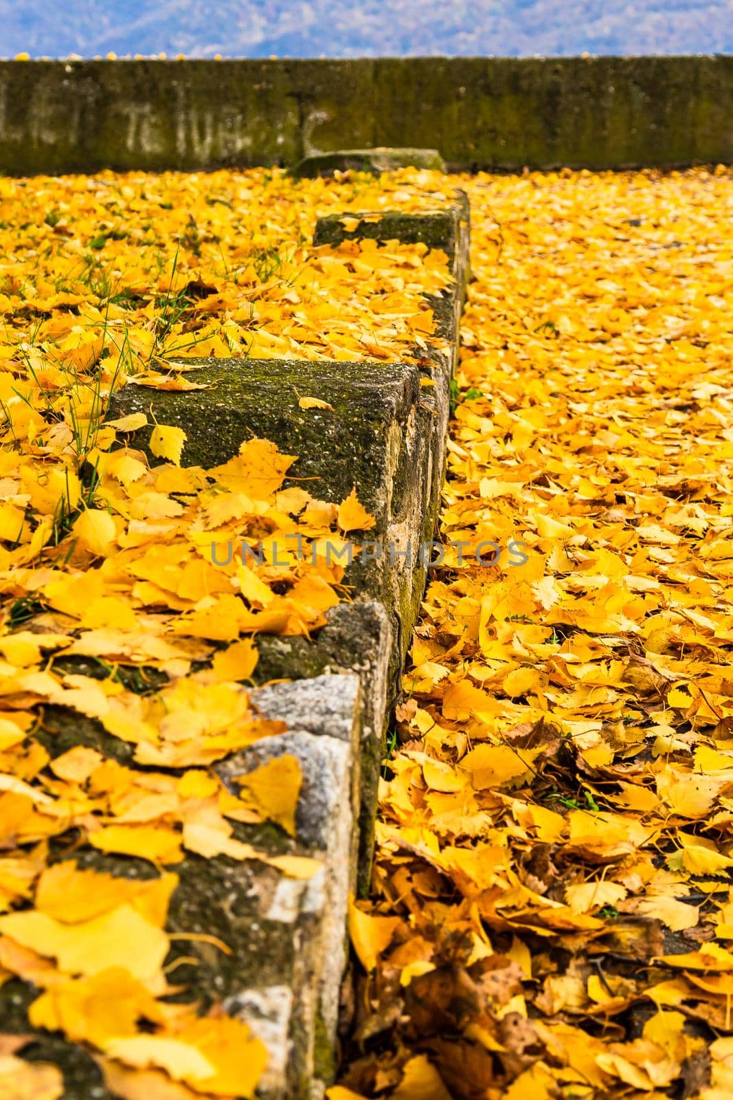 Autumn season. Colorful fallen leaves in park. Beautiful autumn path.