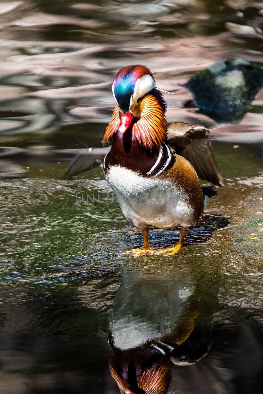 Mandarin duck in the zoo