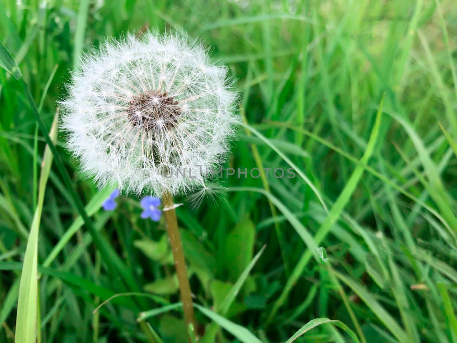 A lone white dandelion close-up in a field on a green background.