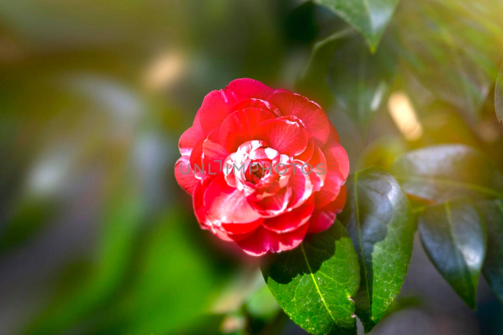 Red camellia flower on a blurry green background.