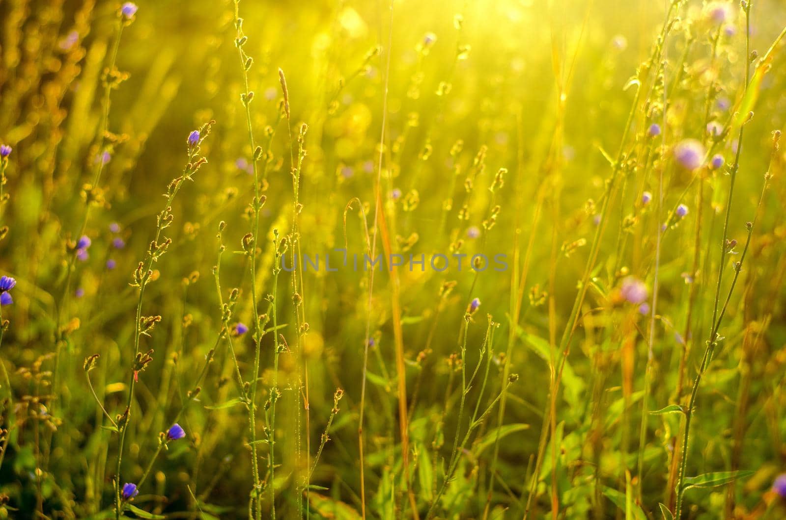 Atmospheric natural background with meadow vegetation in the rays of the rising sun. Bottom view. Toning