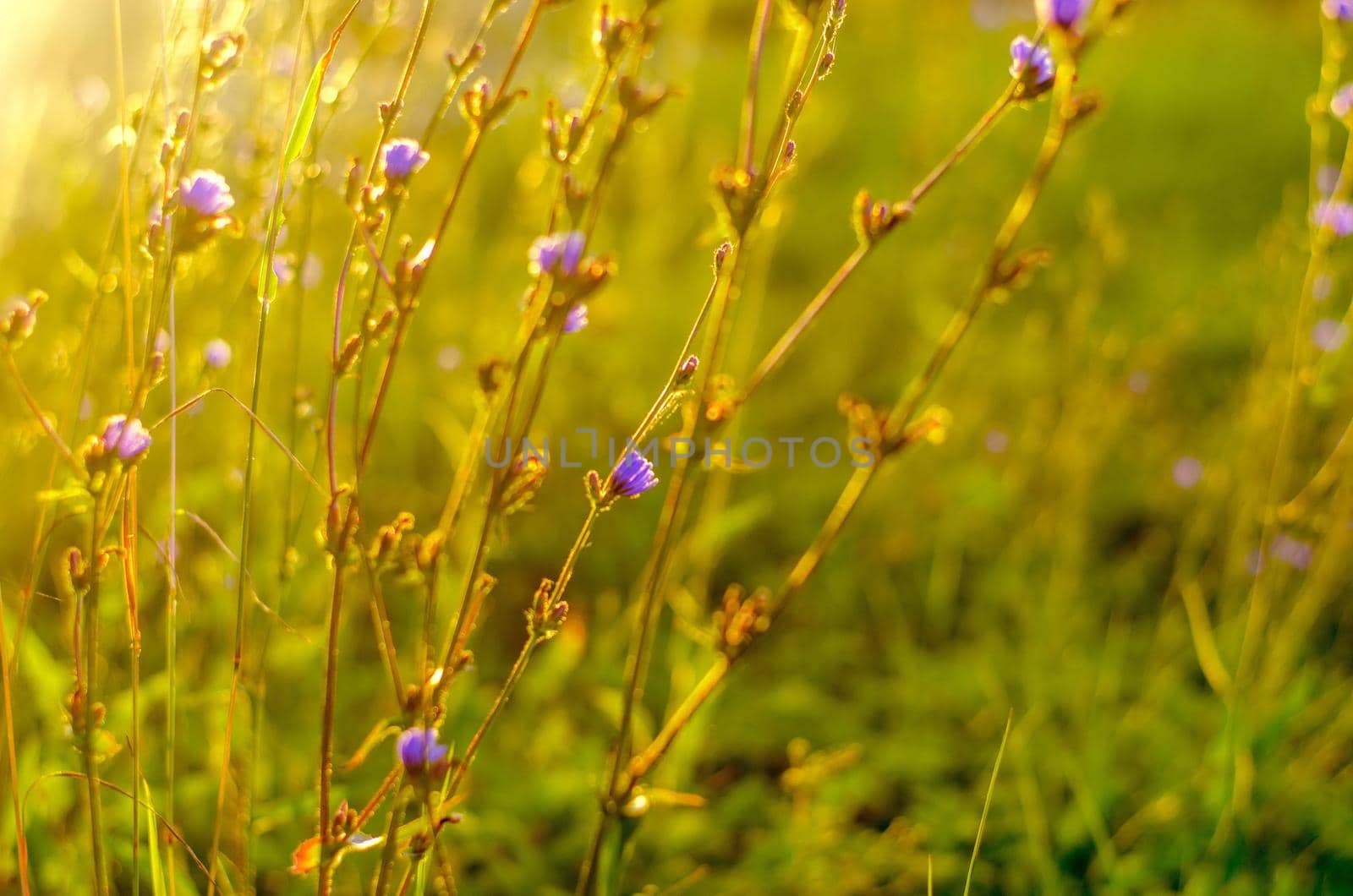 Atmospheric natural background with meadow vegetation in the rays of the rising sun. Bottom view. Toning