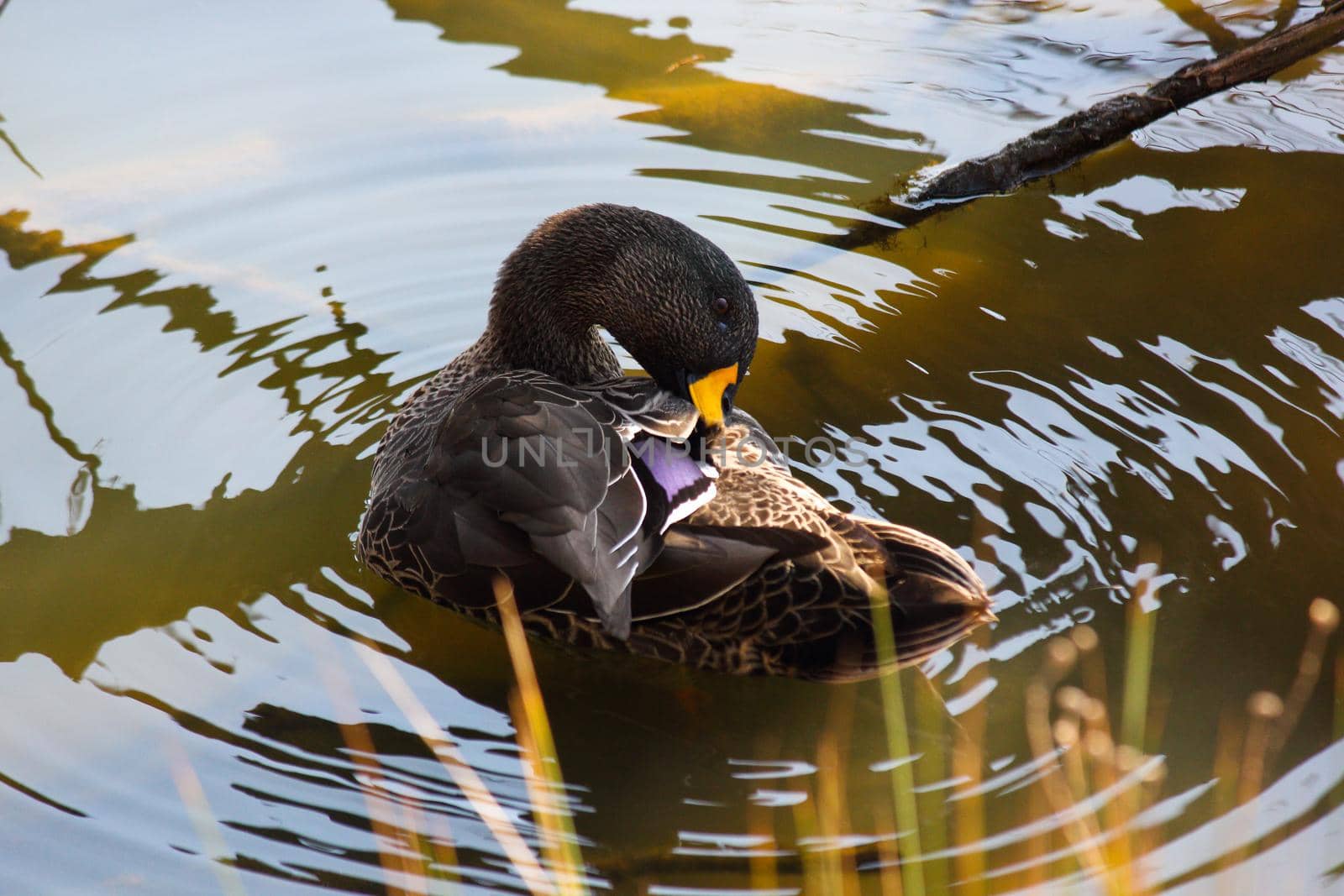 A yellow-billed duck (Anas undulata) carefully grooming its feathers in a lake, Pretoria, South Africa