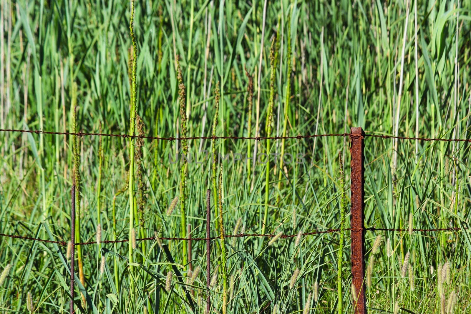 Green Marsh Reeds With Rusty Iron Fence by jjvanginkel