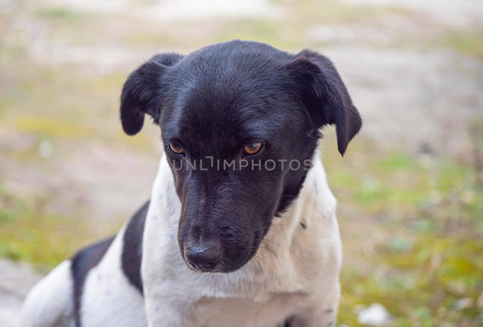 Lonely black and white street dog by alex_nako