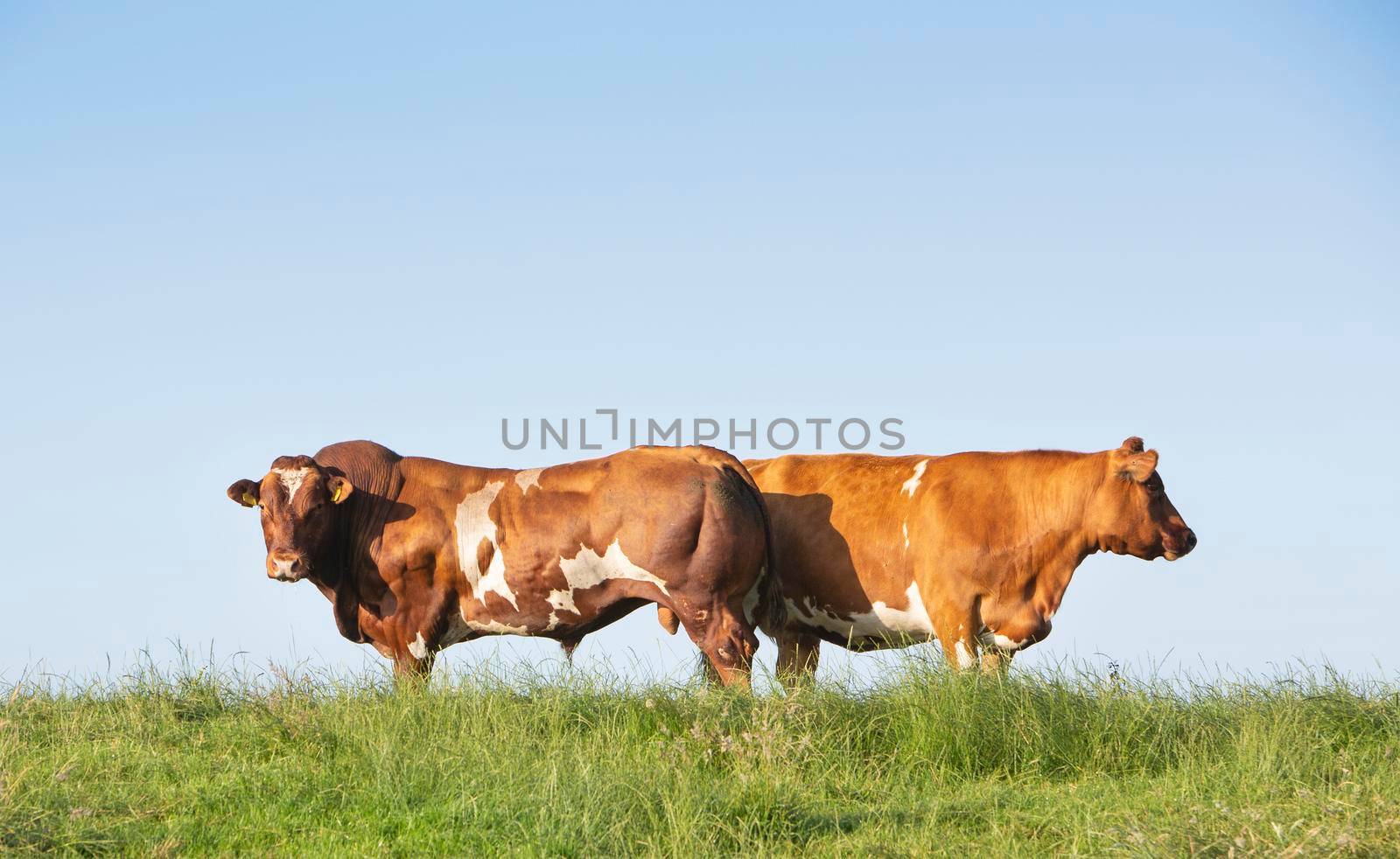 red bull and cow under blue sky in green grass on dike in the netherlands