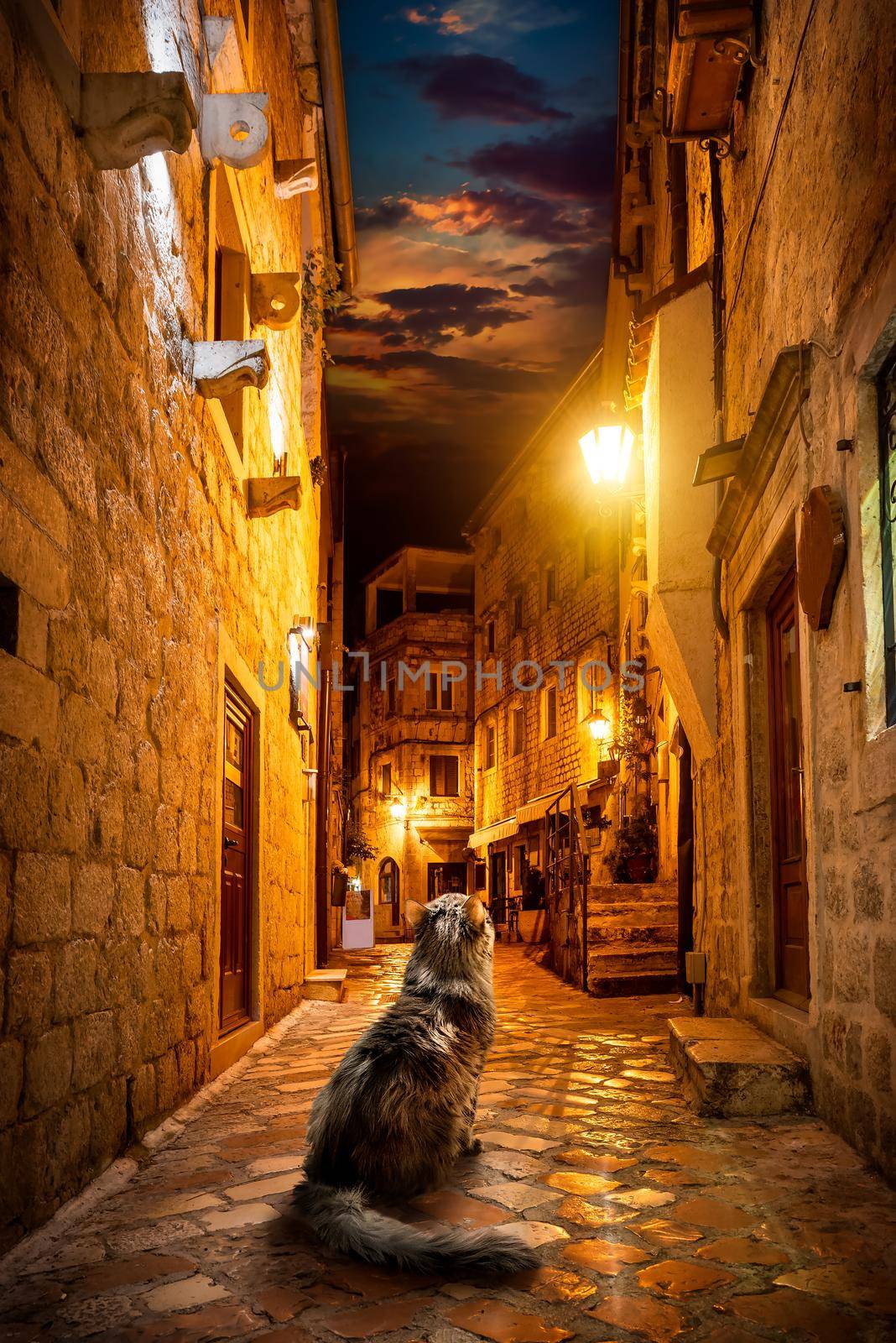 Cat on the night street of Old Town in Kotor