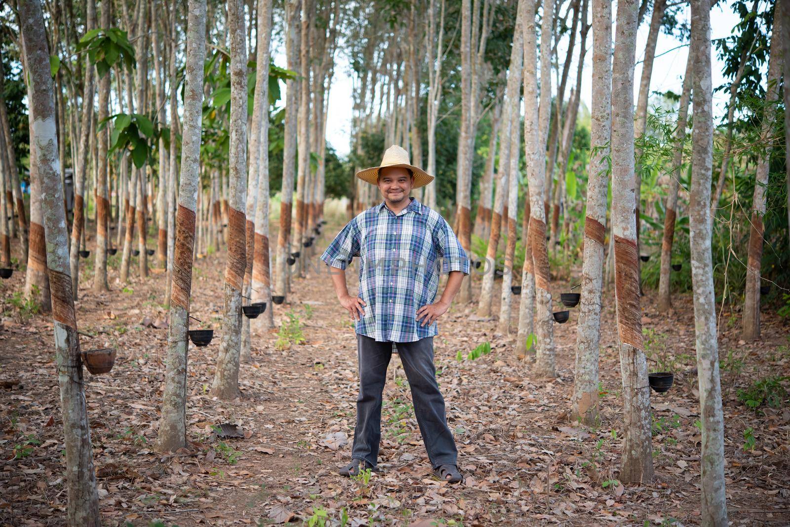Asian man farmer agriculturist happy at a rubber tree plantation with Rubber tree in row natural latex is a agriculture harvesting natural rubber in white milk color for industry in Thailand