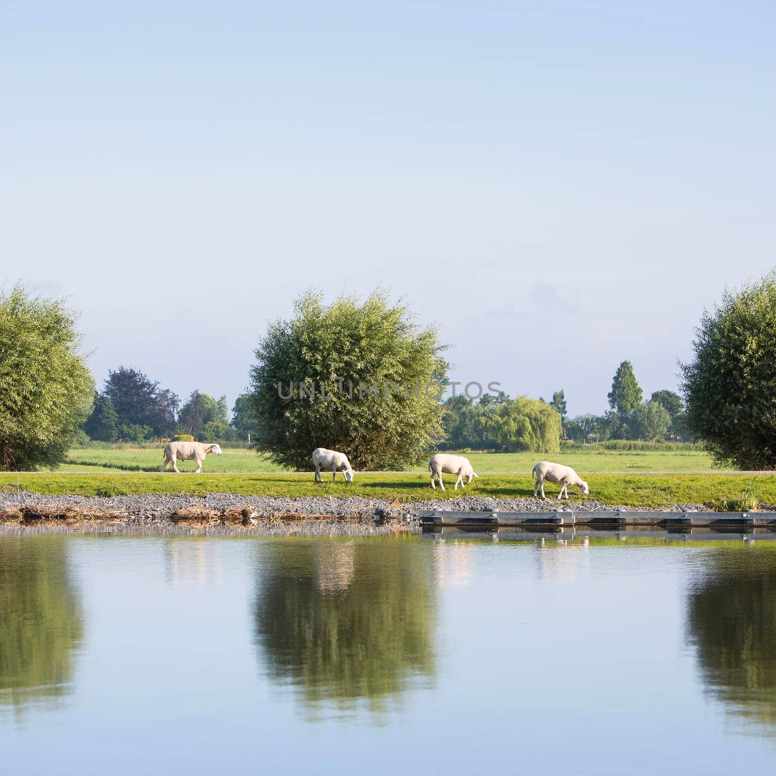 sheep graze on embankment of amstel river not far from amsterdam on sunny summer morning by ahavelaar