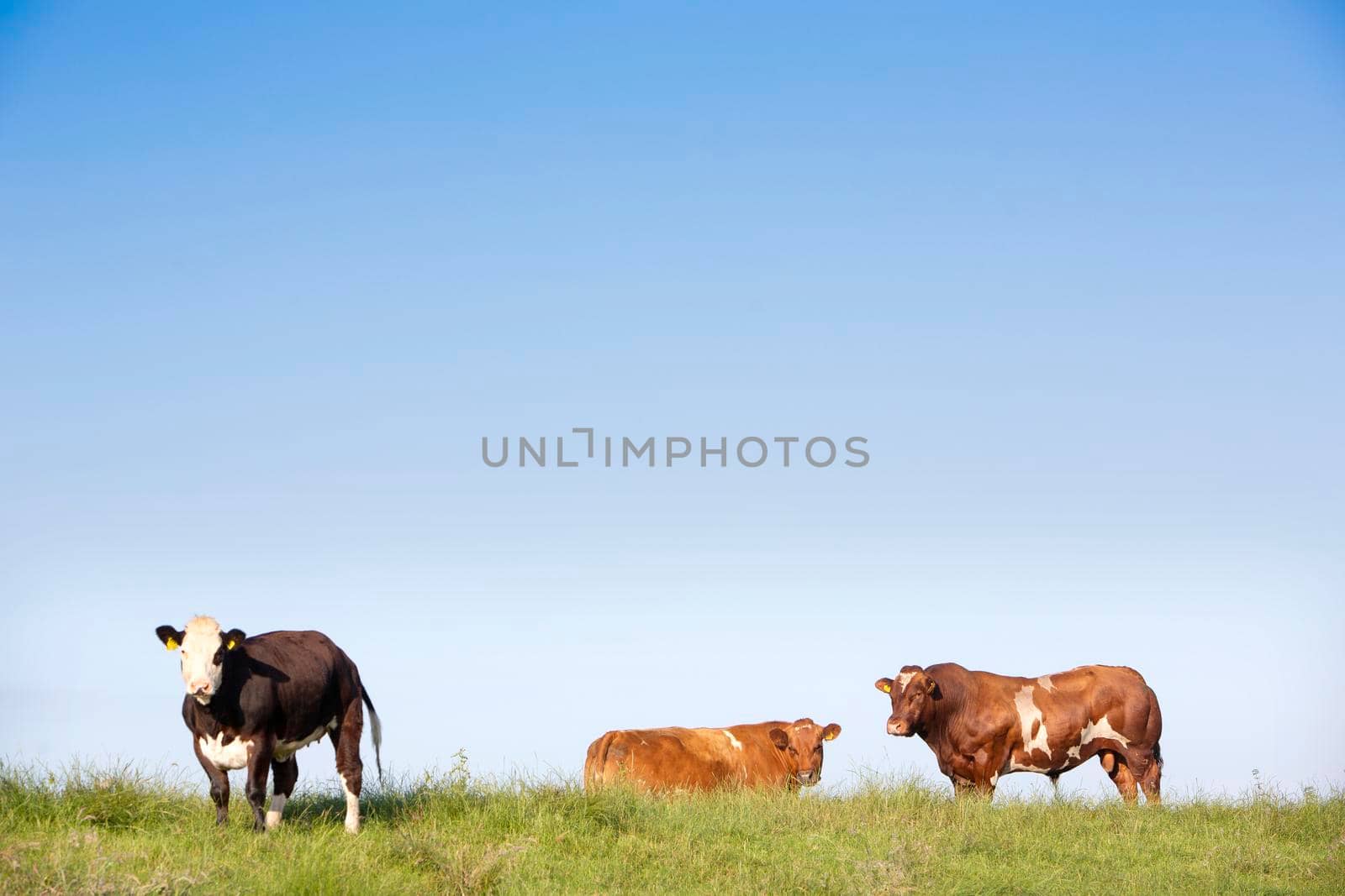 red bull and cows under blue sky in green grass on dike in the netherlands