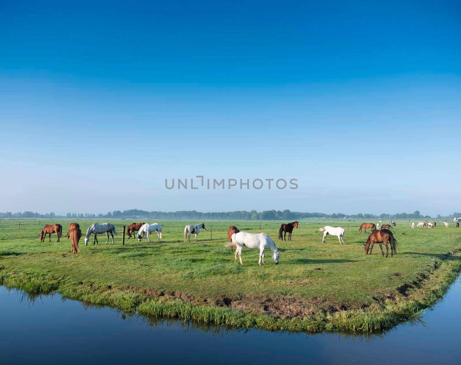 many horses in green grassy meadow and distant farm in holland under blue sky on summer morning near canal not far from amsterdam