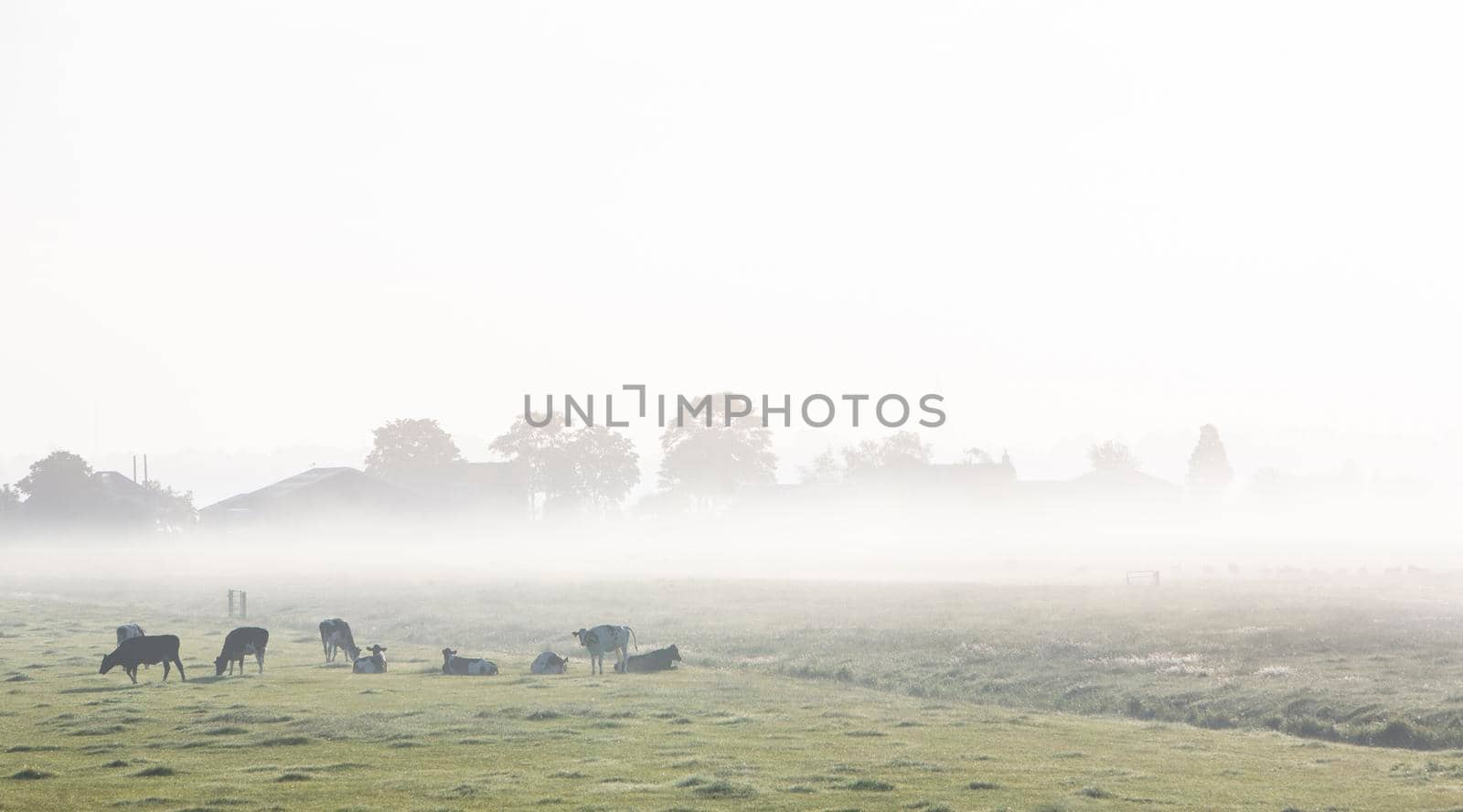 spotted cows in green grassy misty morning meadow near farm between amsterdam and utrecht in the netherlands on early summer morning