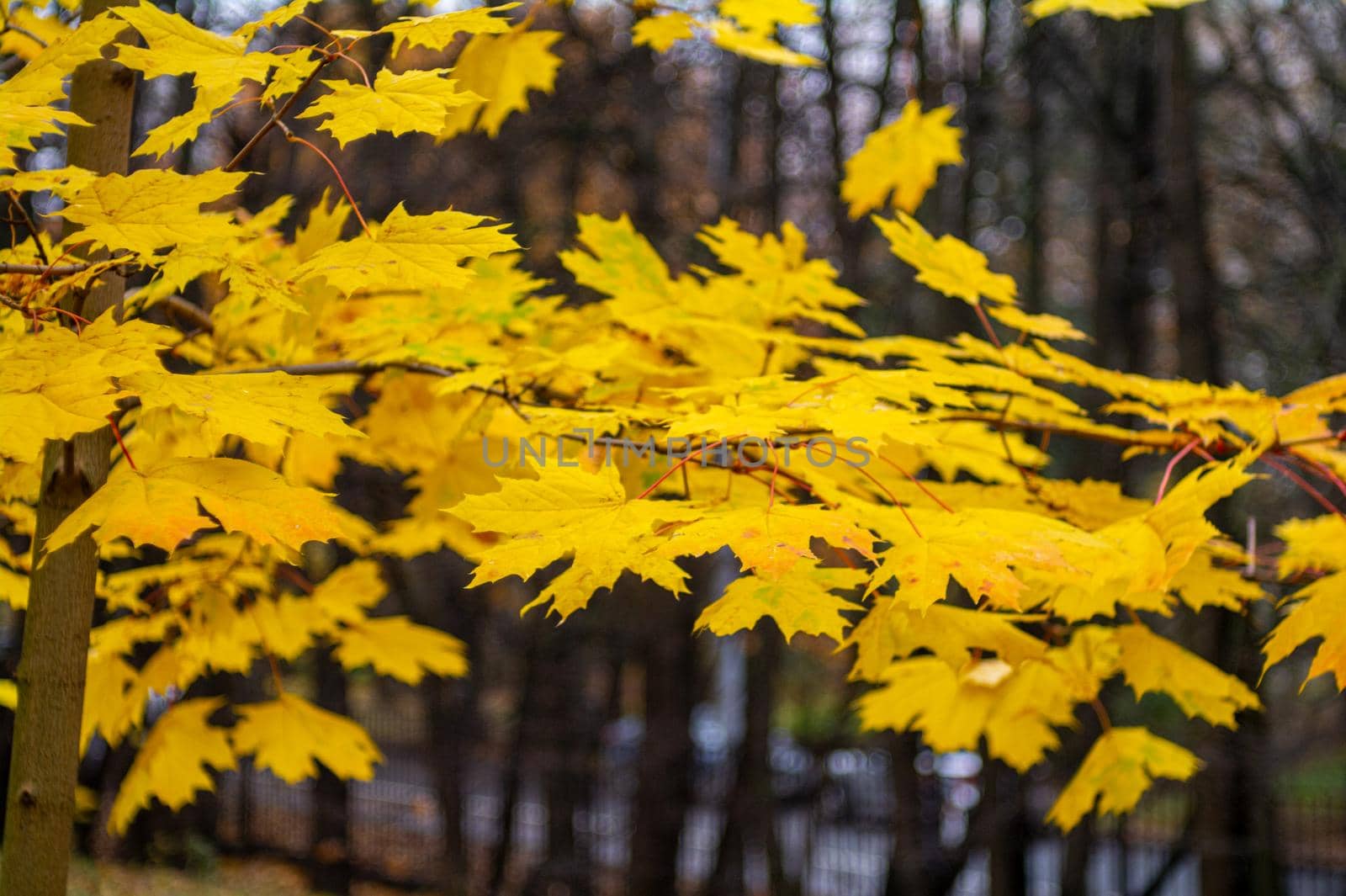 Yellow maple autumn leaves in cloudy park by gladder