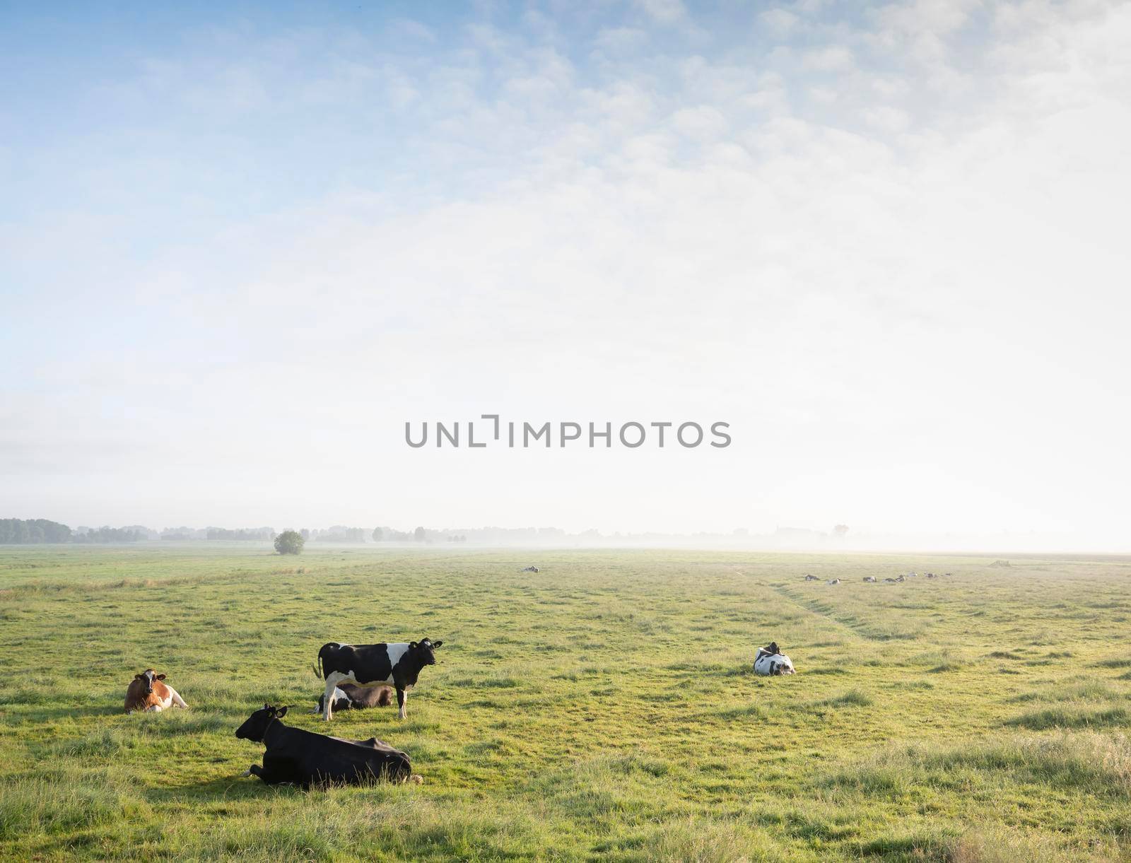 spotted cows in green grassy misty morning meadow between amsterdam and utrecht in the netherlands on early summer morning