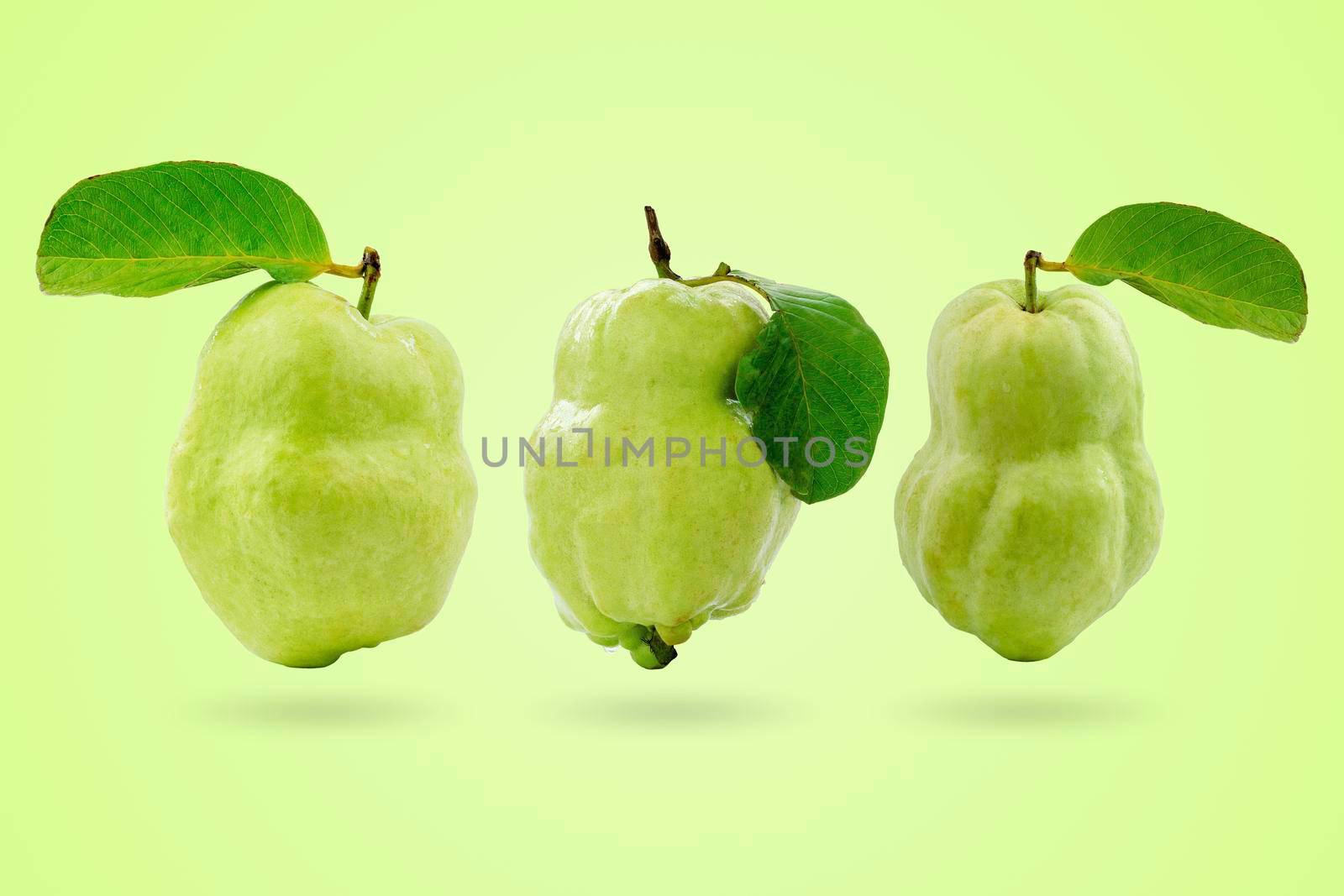 Group of fresh guavas with green leaves isolated on green colors pastel background.