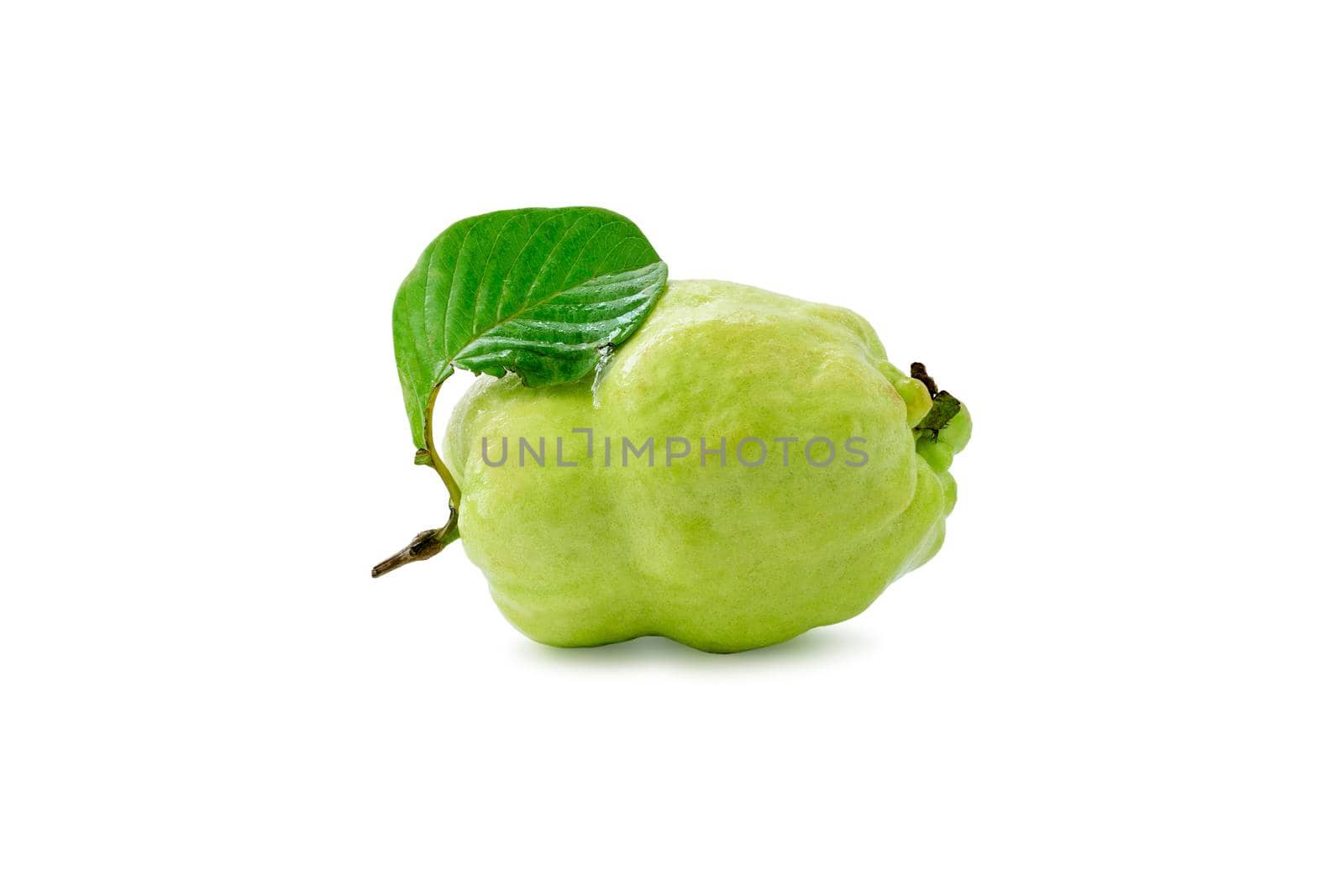 Single fresh guava with one leaf isolated on white background.