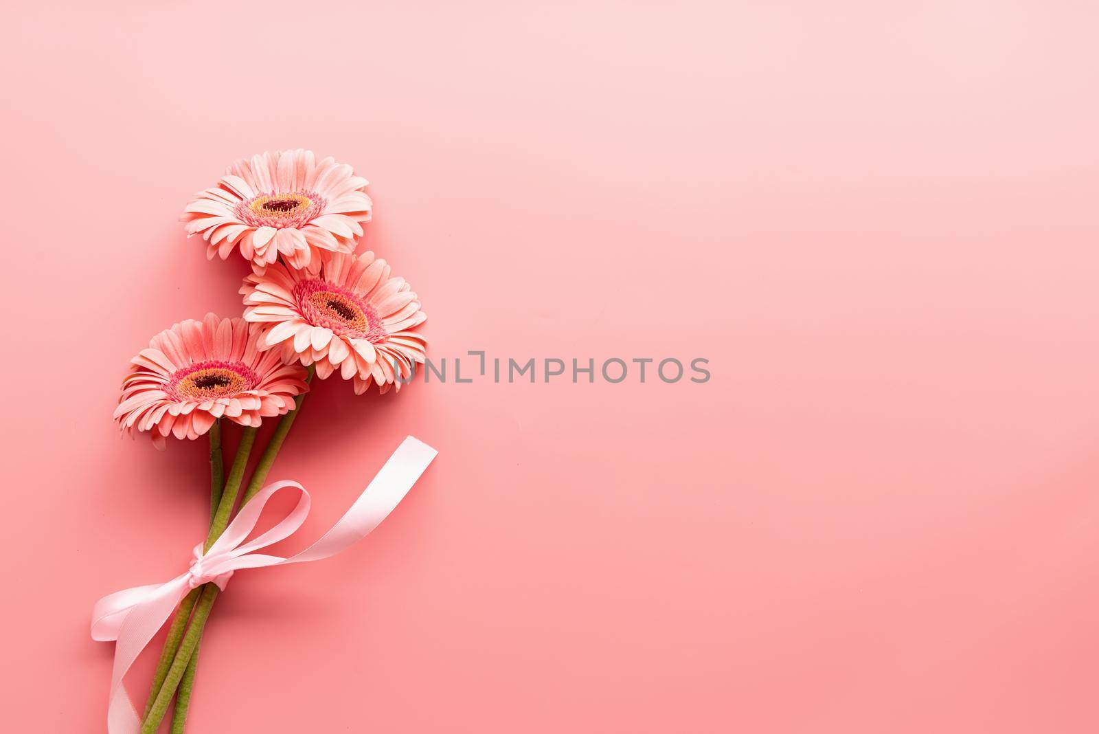 Pink gerbera daisies bouquet with ribbon. Minimal design flat lay. Pastel colors
