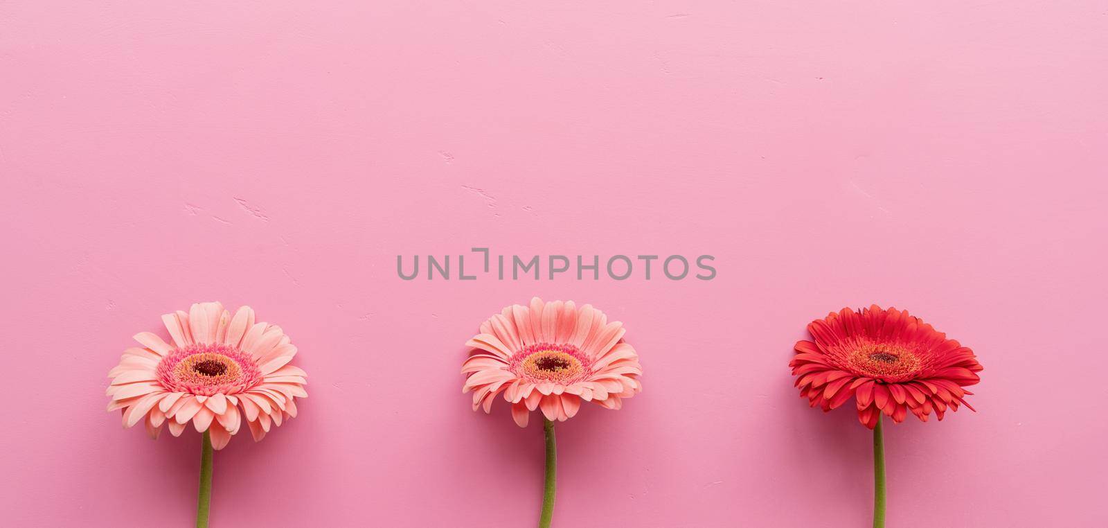 Three gerbera daisies in a raw on a pink background by Desperada