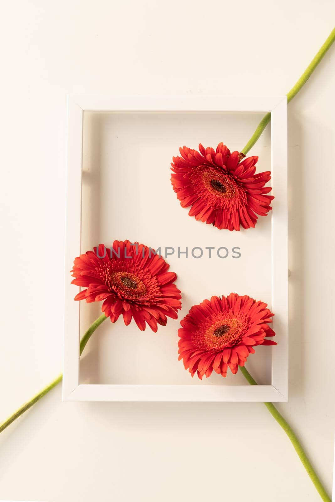 Minimal concept. red gerbera flowers in a white frame, flat lay