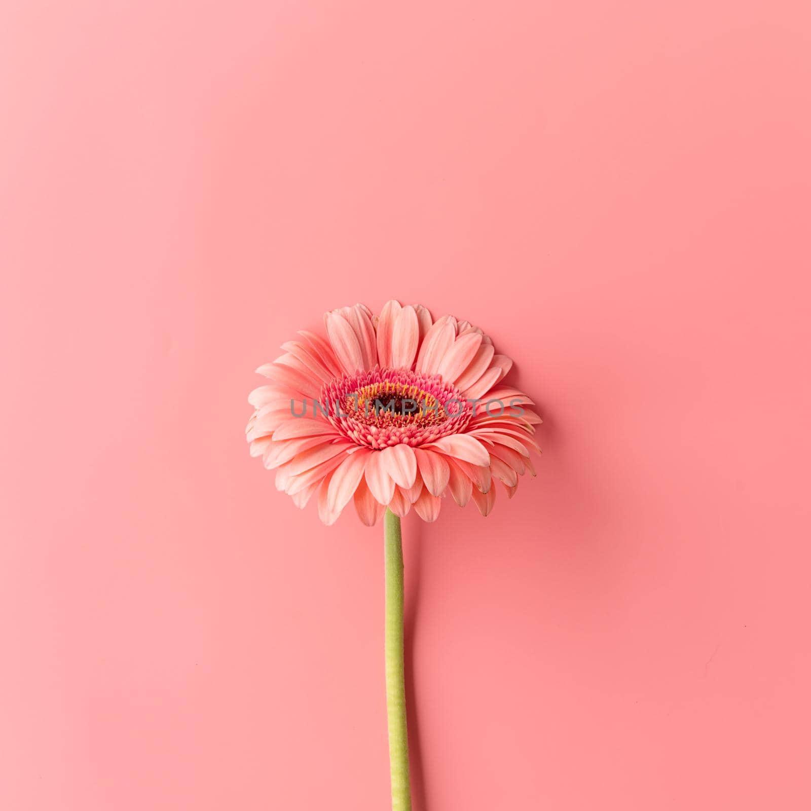 Single gerbera daisy flower on a pink background by Desperada