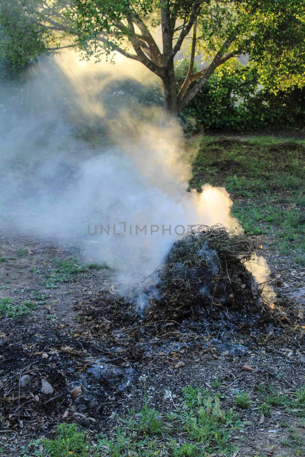 Smoke produced by the burning of pruning remains in Spain