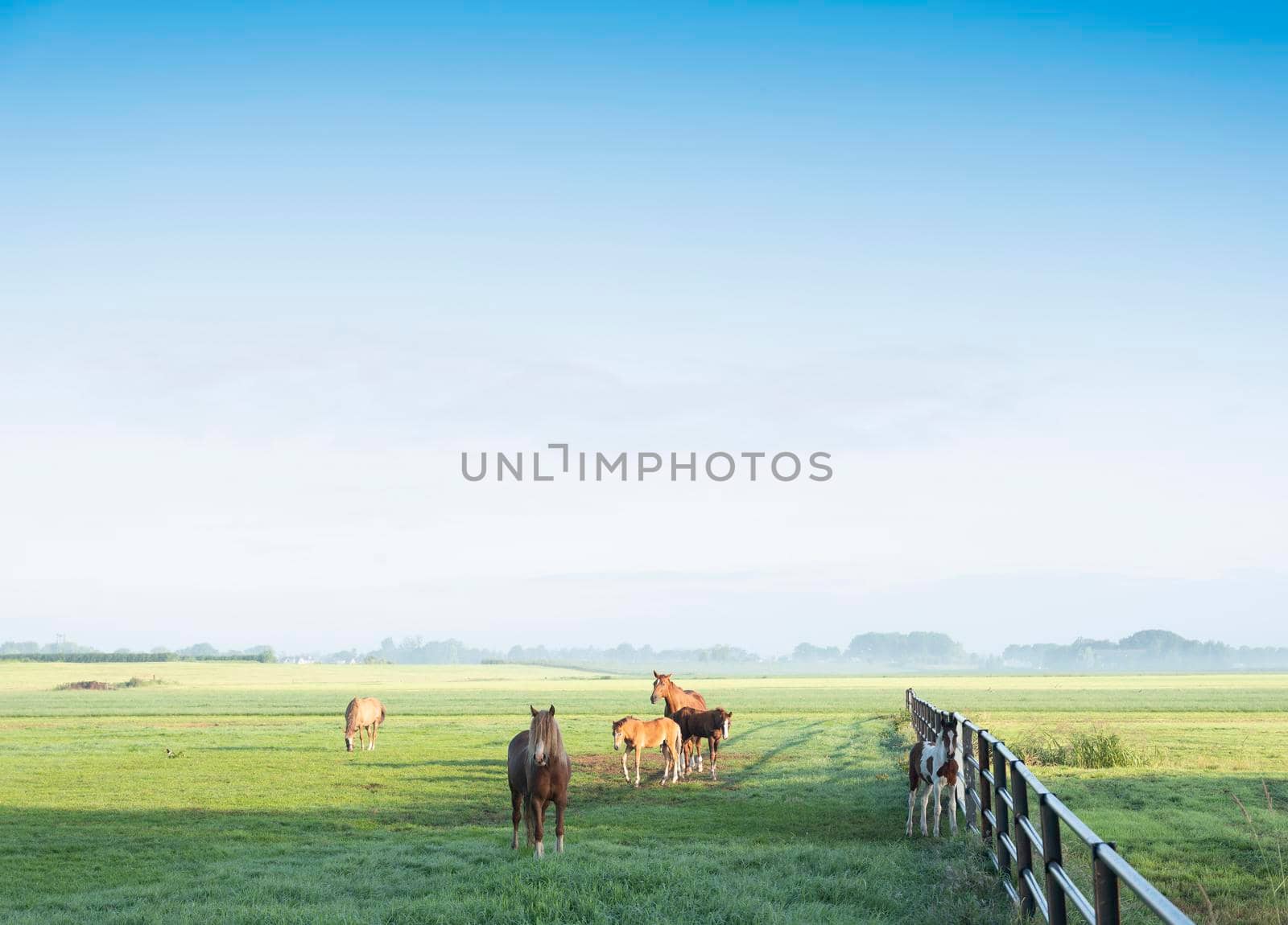 horses in green grassy meadow and distant farm in holland under blue sky on summer morning by ahavelaar