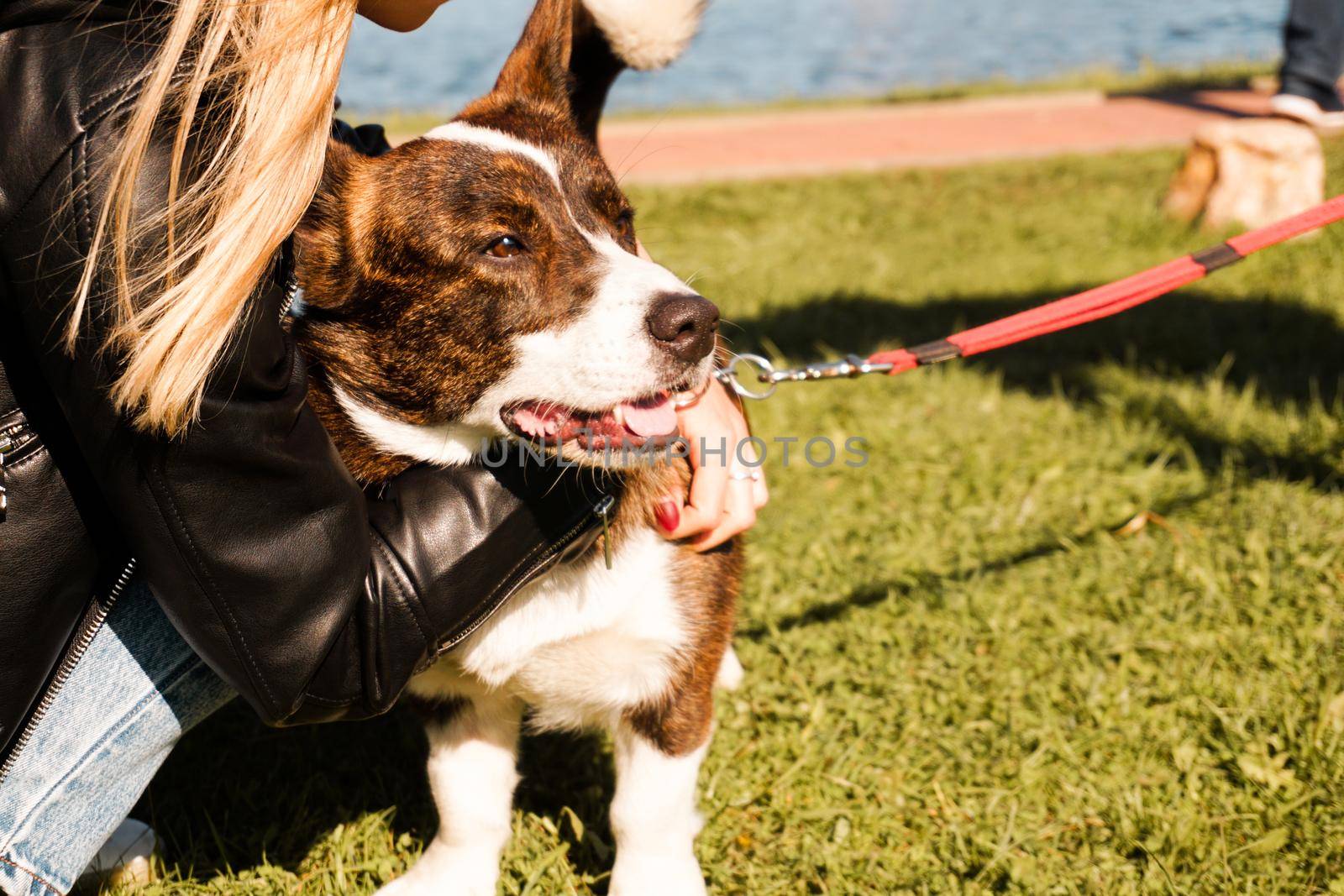 A young girl hugs a brown corgi on a bright summer day. Sunny day, puppy on green grass. Walk or dog show