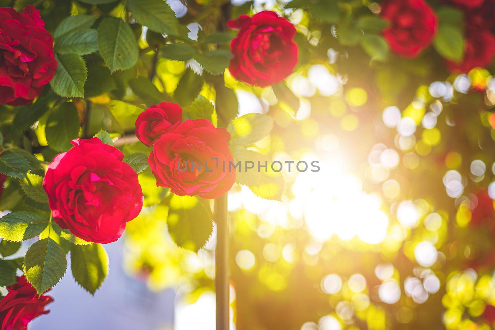 Red roses in the own garden. Valentines, mother’s day or birthday background by Daxenbichler