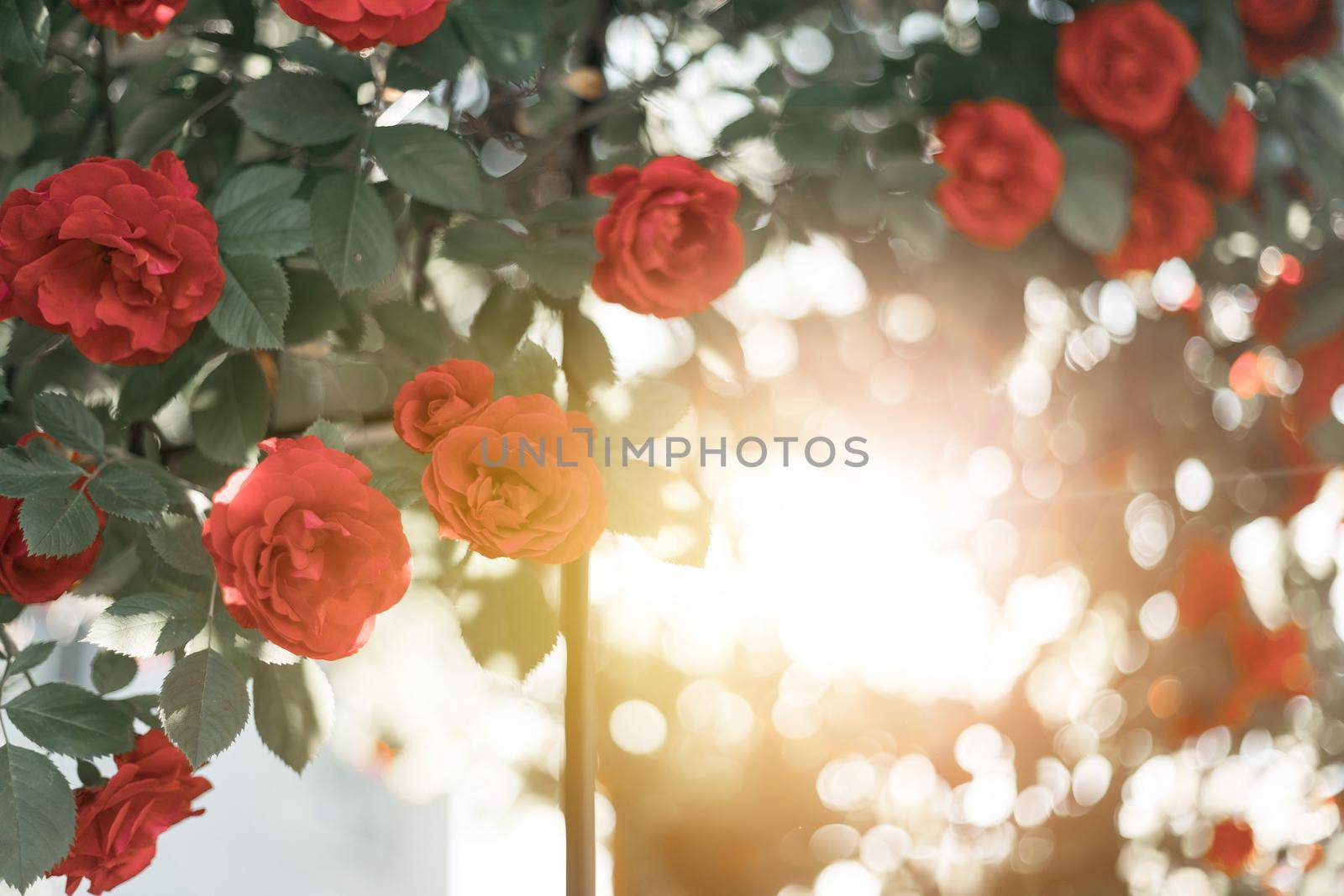 Red roses in the own garden. Valentines, mother’s day or birthday background by Daxenbichler