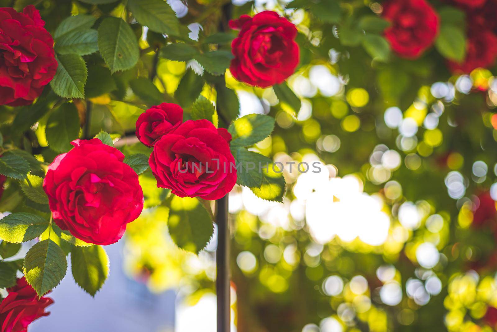 Red roses in the own garden. Valentines, mother’s day or birthday background by Daxenbichler