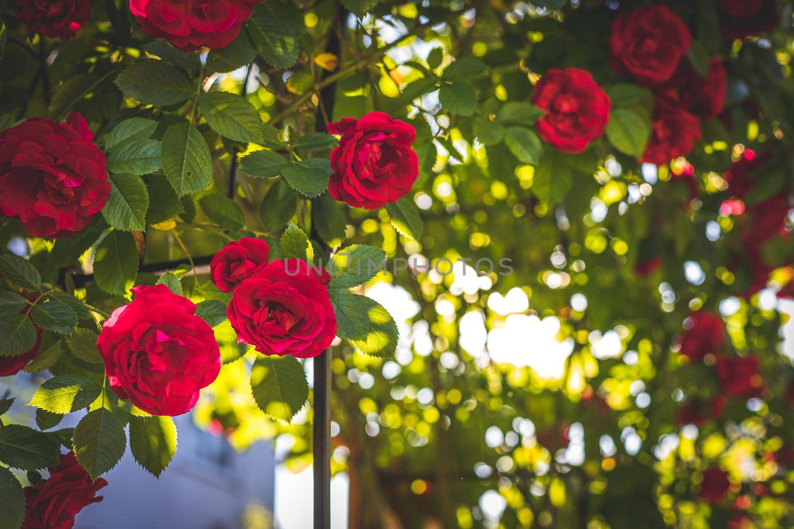 Red roses in the own garden. Valentines, mother’s day or birthday background by Daxenbichler