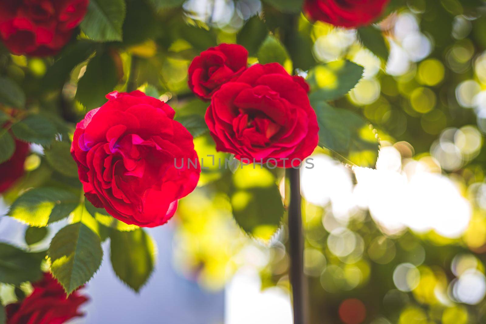 Red roses in the own garden. Valentines, mother’s day or birthday background by Daxenbichler