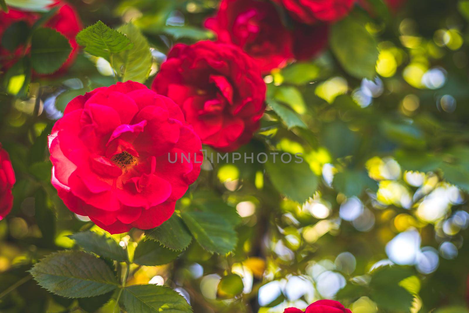 Close up picture of red roses in the own garden, spring time