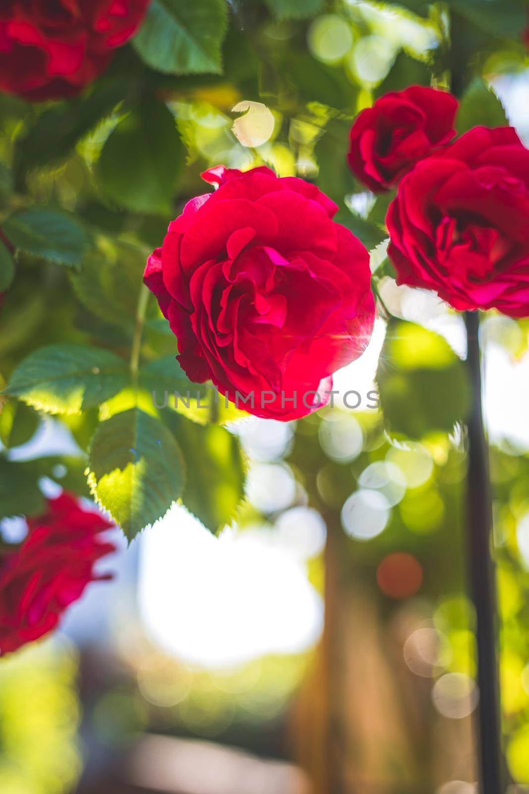 Red roses in the own garden. Valentines, mother’s day or birthday background by Daxenbichler