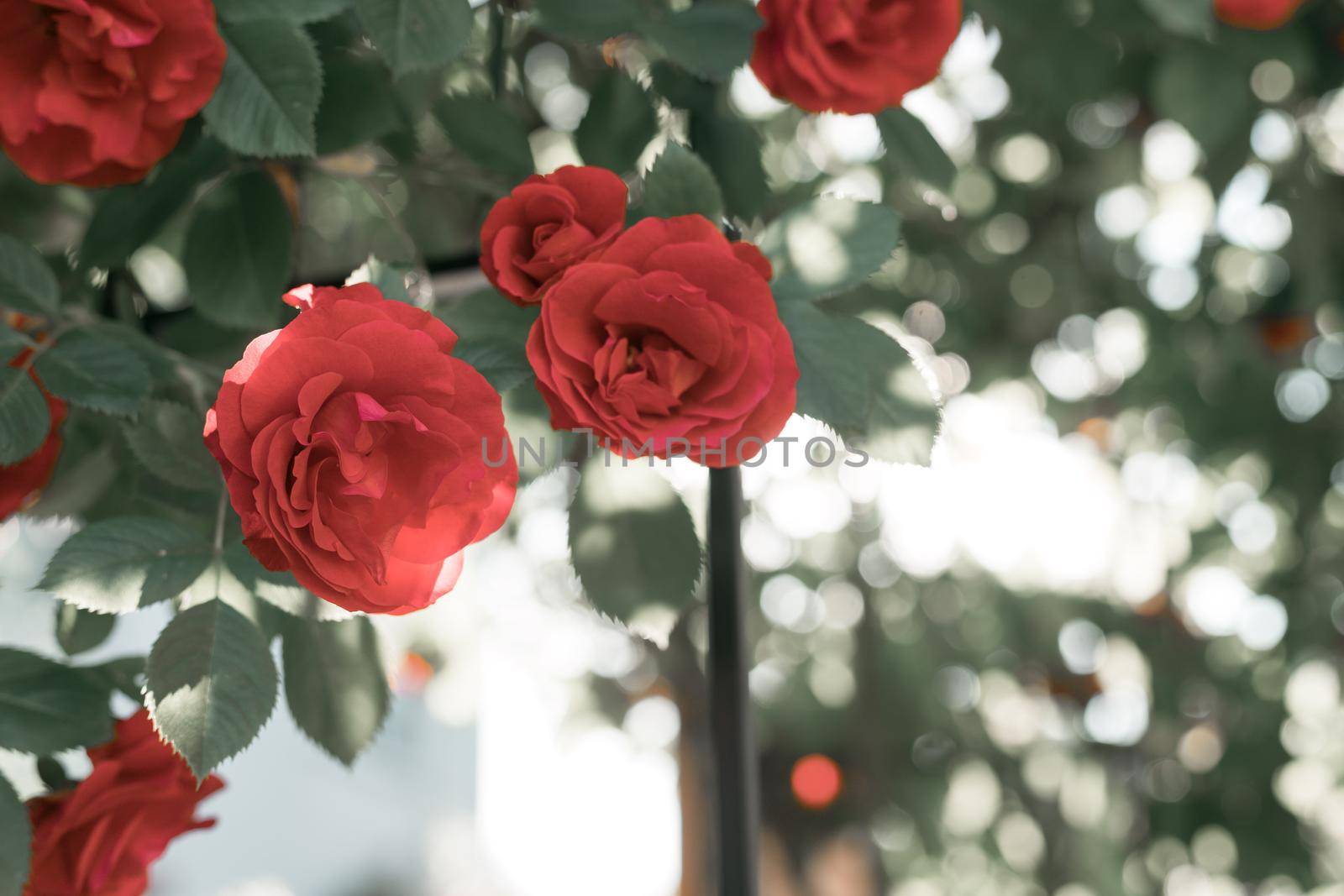 Red roses in the own garden. Valentines, mother’s day or birthday background by Daxenbichler