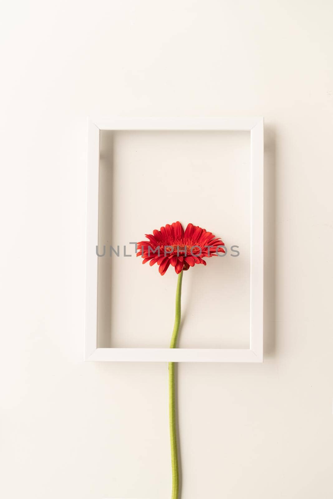 Minimal concept. red gerbera flower in a white frame, flat lay